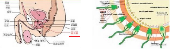 精子の不活性は前立腺の機能低下