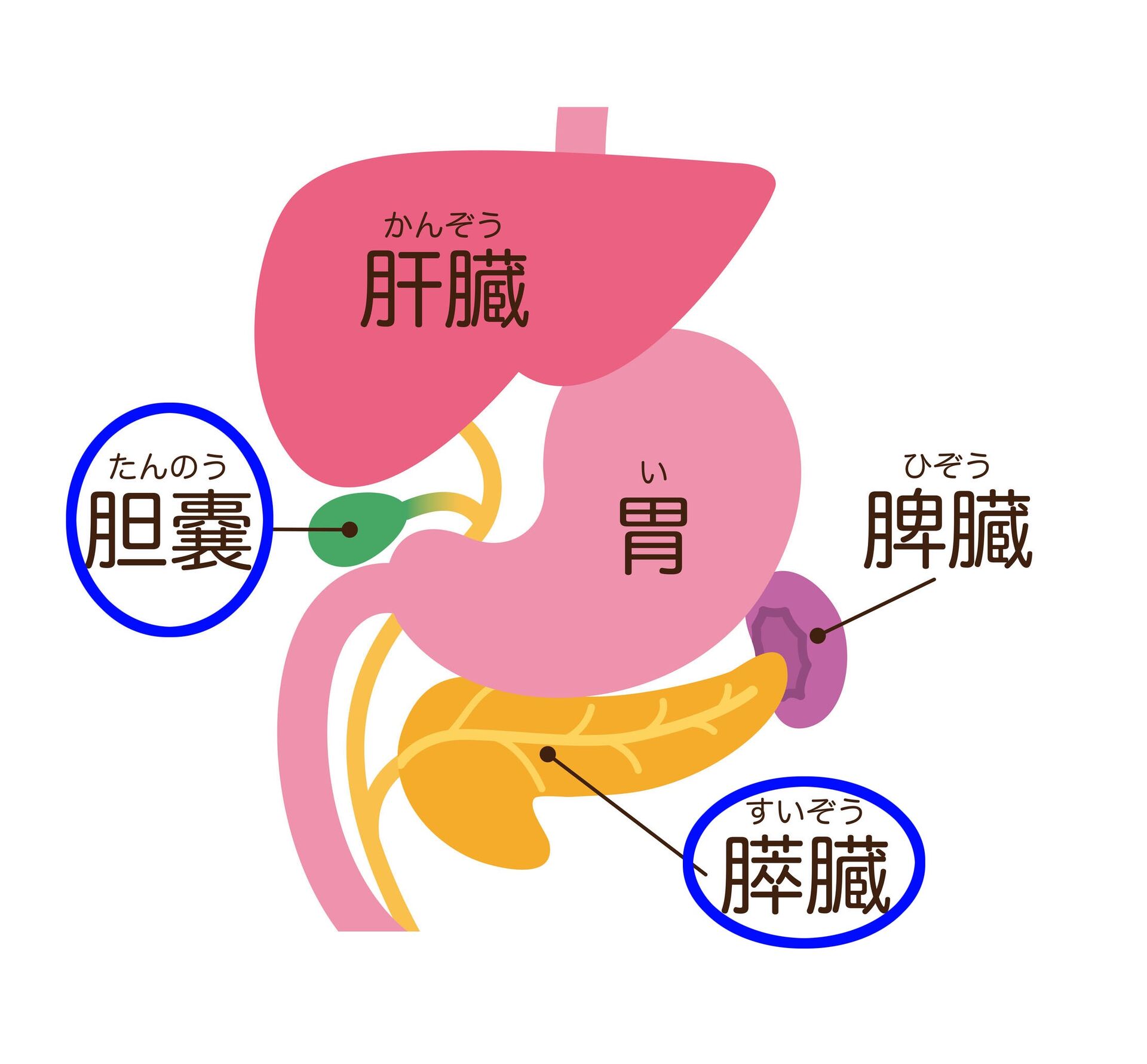 消化器系の不調による不妊体質