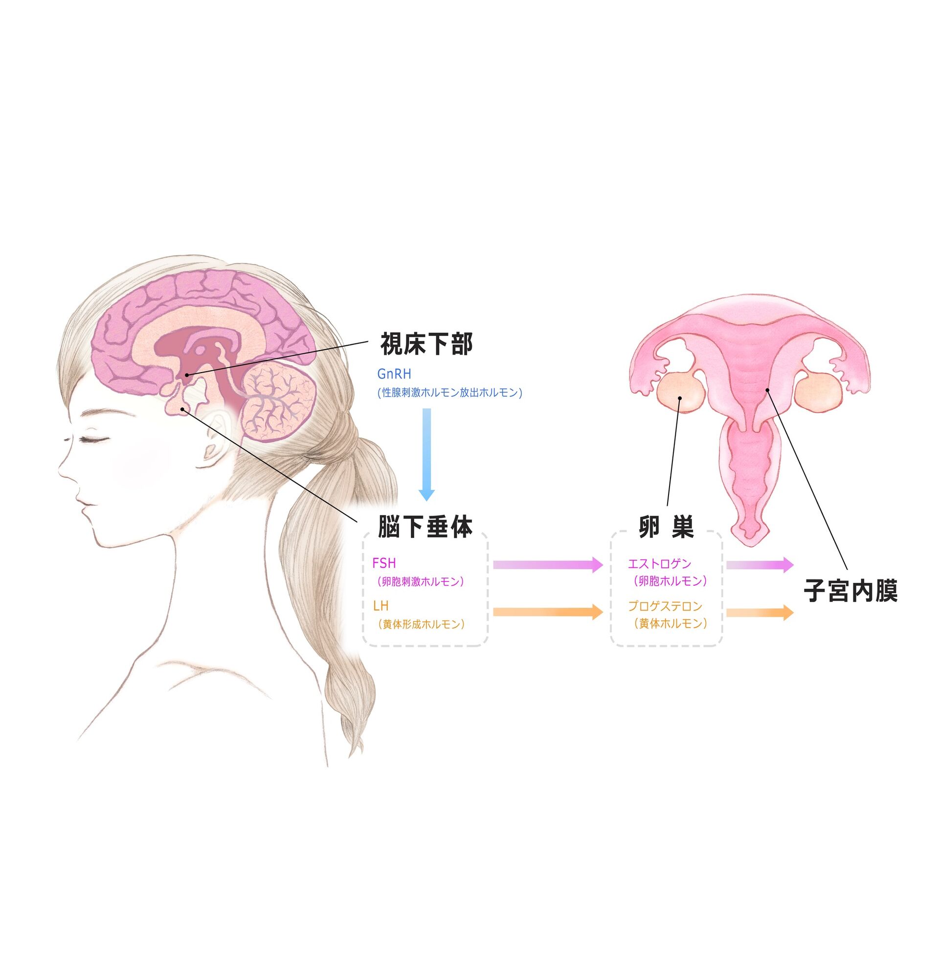 生理不順は卵巣と脳下垂体を元気にすれば解消できる