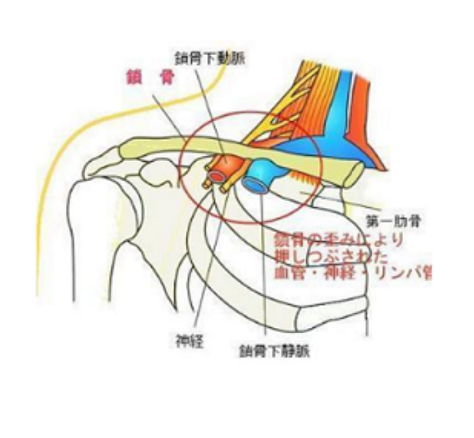 鎖骨は肩や首・頭部への血流の元栓