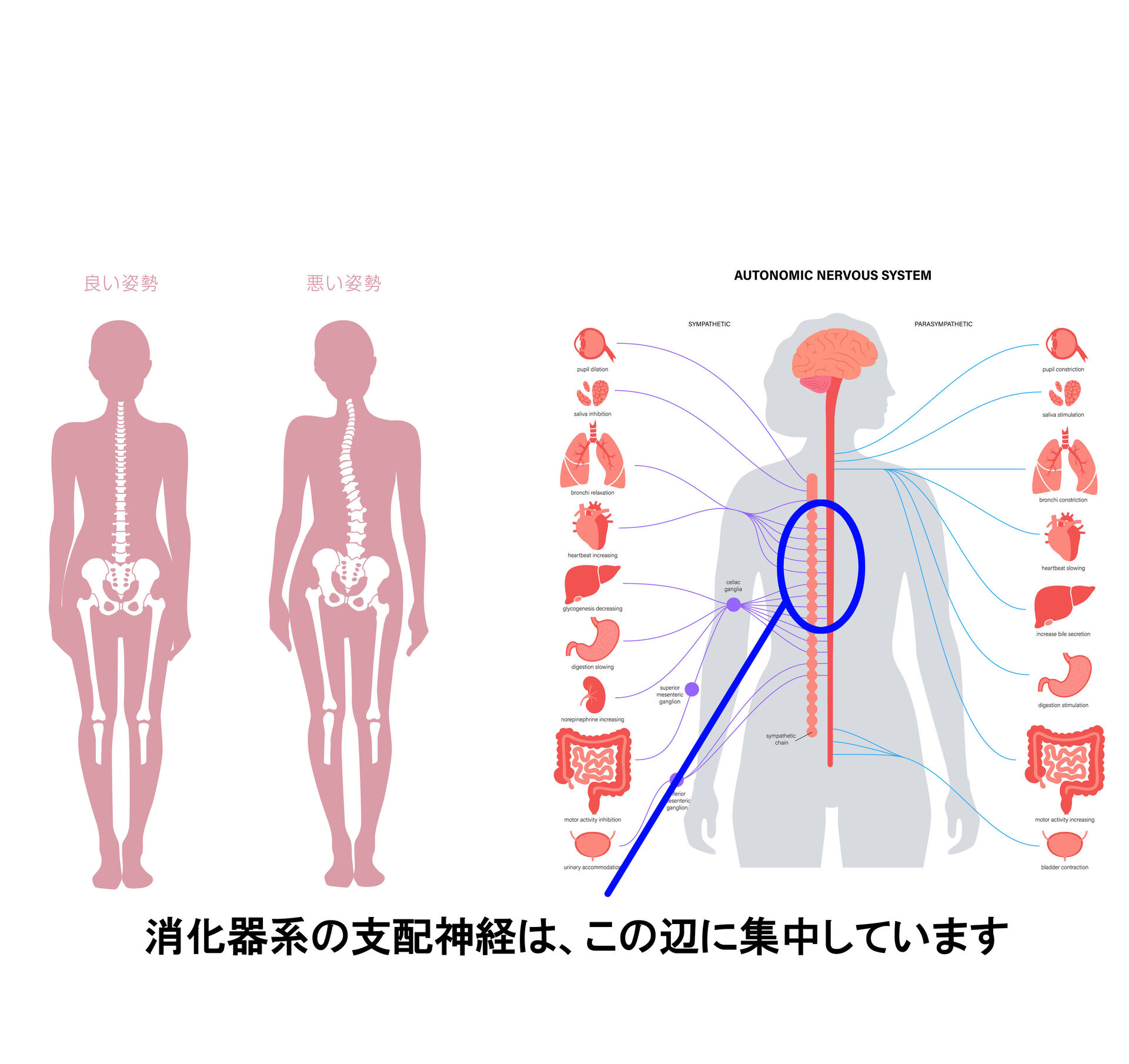 消化器系の不調はどうして起きるのか？