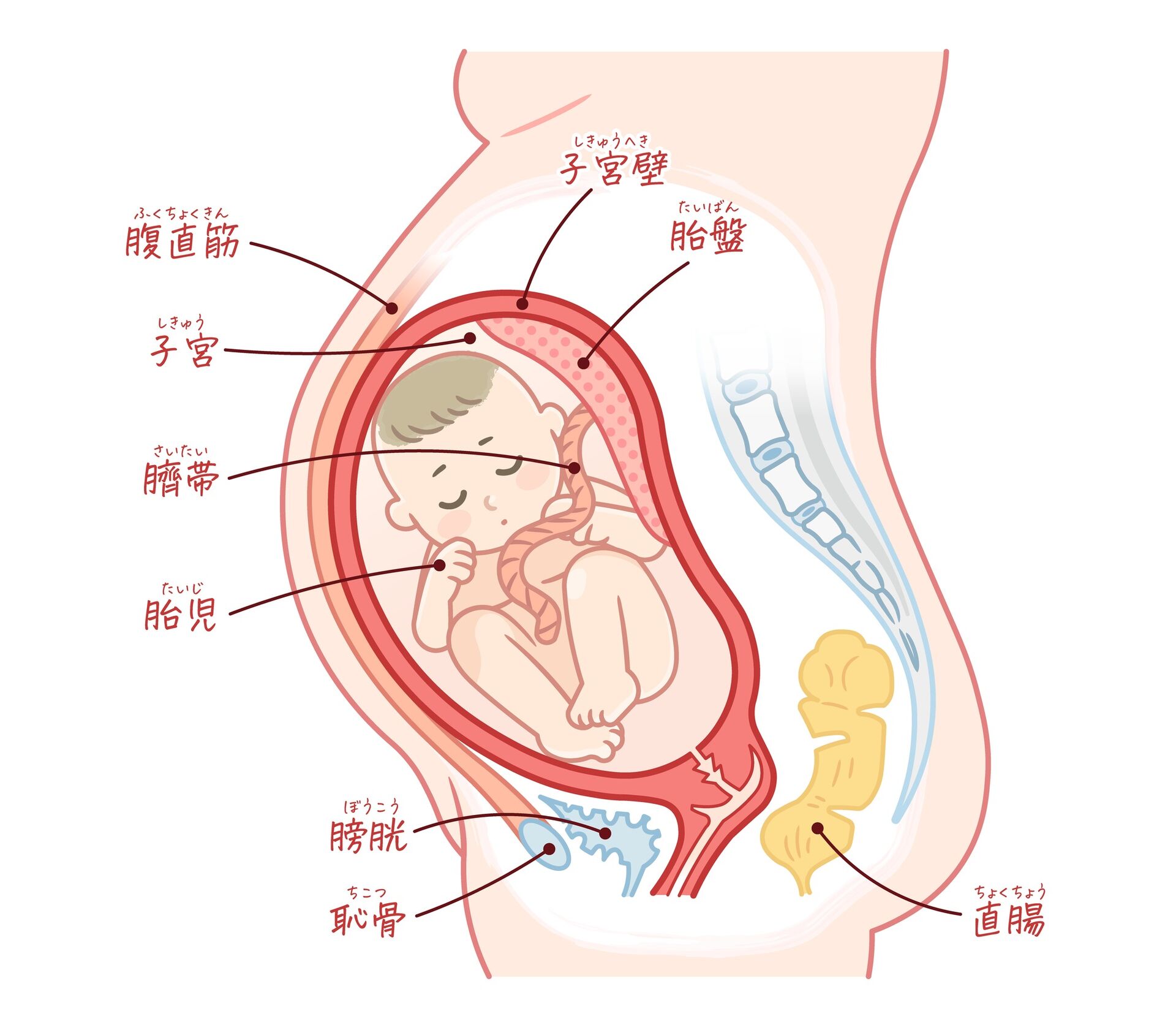 逆子による弊害
