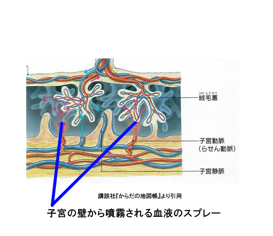 胎盤拡大rere
