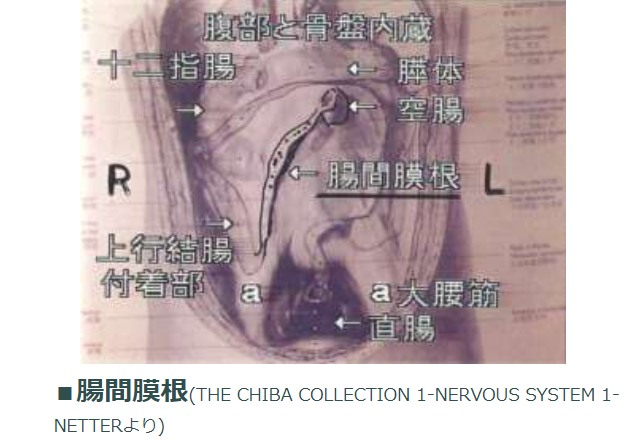 腸間膜根解剖図