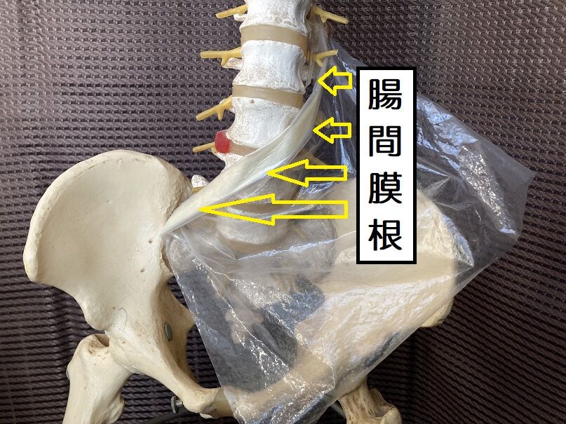 腸間膜根の模型